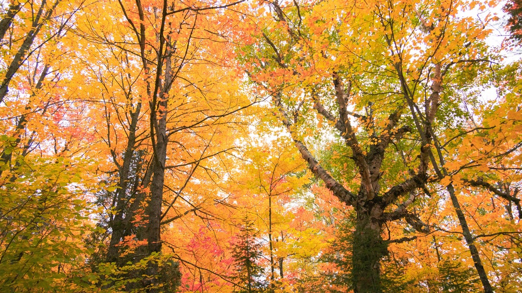 Summerlike weekend on tap in Twin Cities; fall returns early next week — WCCO / CBS Minnesota, Fleming Island Community news