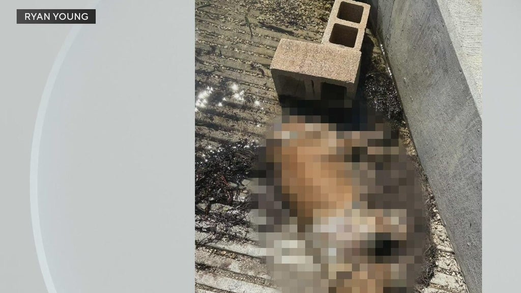 Miami police investigate after dog found dead underwater, tied to cinder blocks off Coconut Grove — CBS Miami, Fleming Island Government news