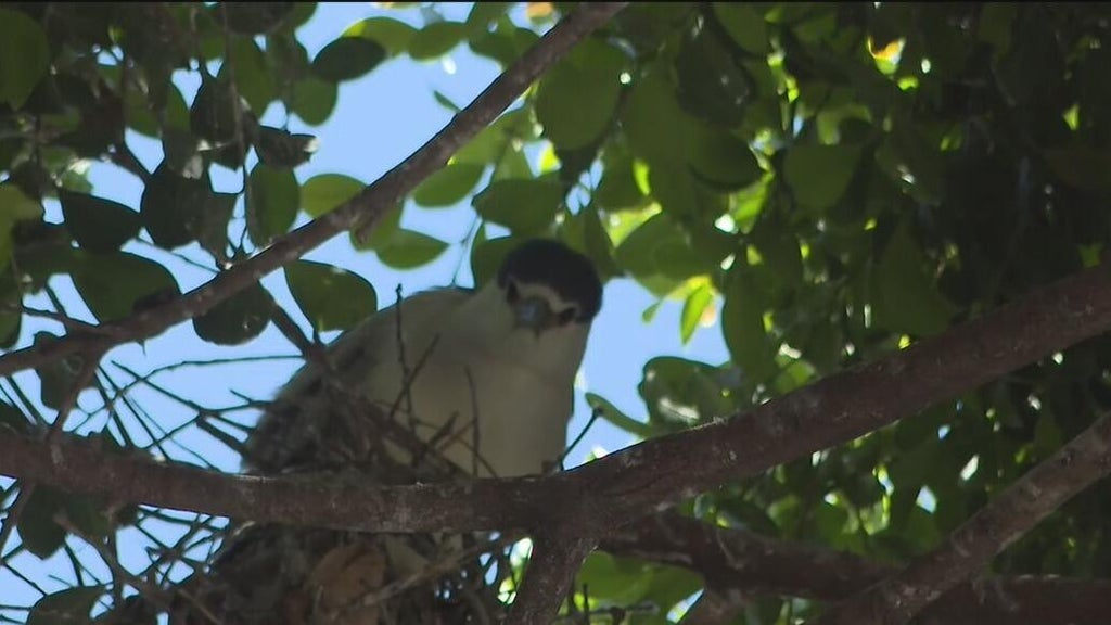 Oakland's official bird among those threatened with removal of downtown trees for housing complex — CBS Bay Area (KPIX), Fleming Island Real Estate news