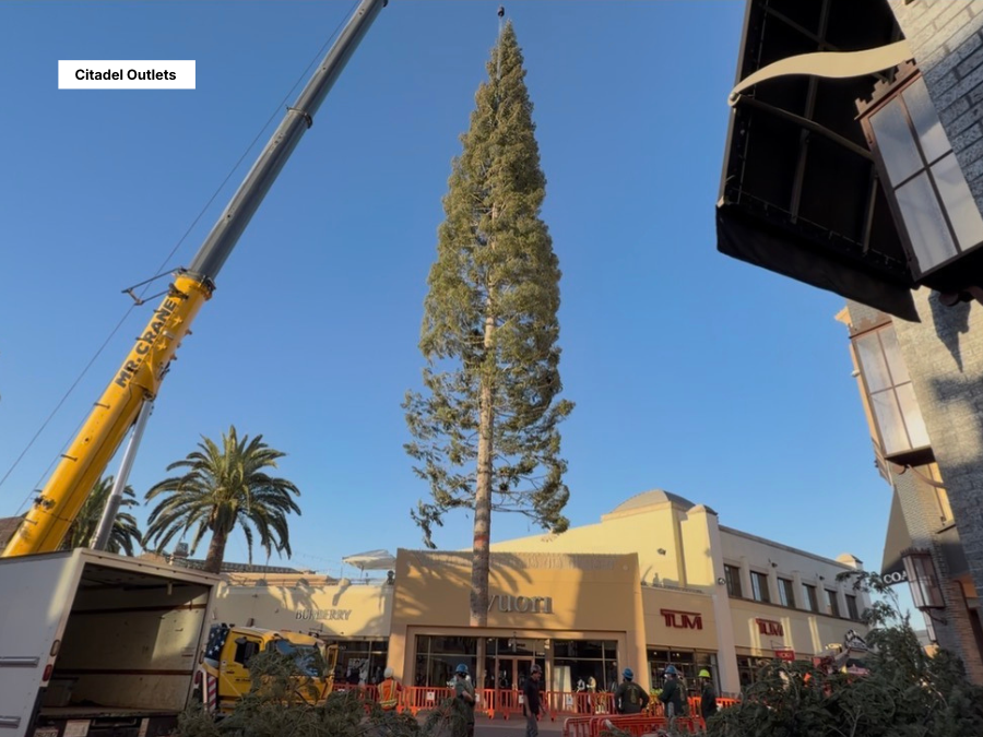 World’s tallest fresh-cut Christmas tree arrives at Southern California outlet mall — WFTS ABC Action News Tampa, Fleming Island Arts news