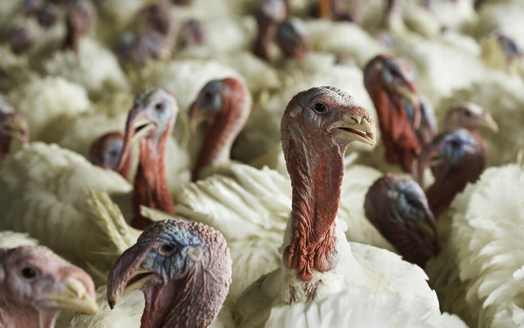 Bird flu detected in Iowa commercial flock for first time in nearly a year — Fleming Island Health news