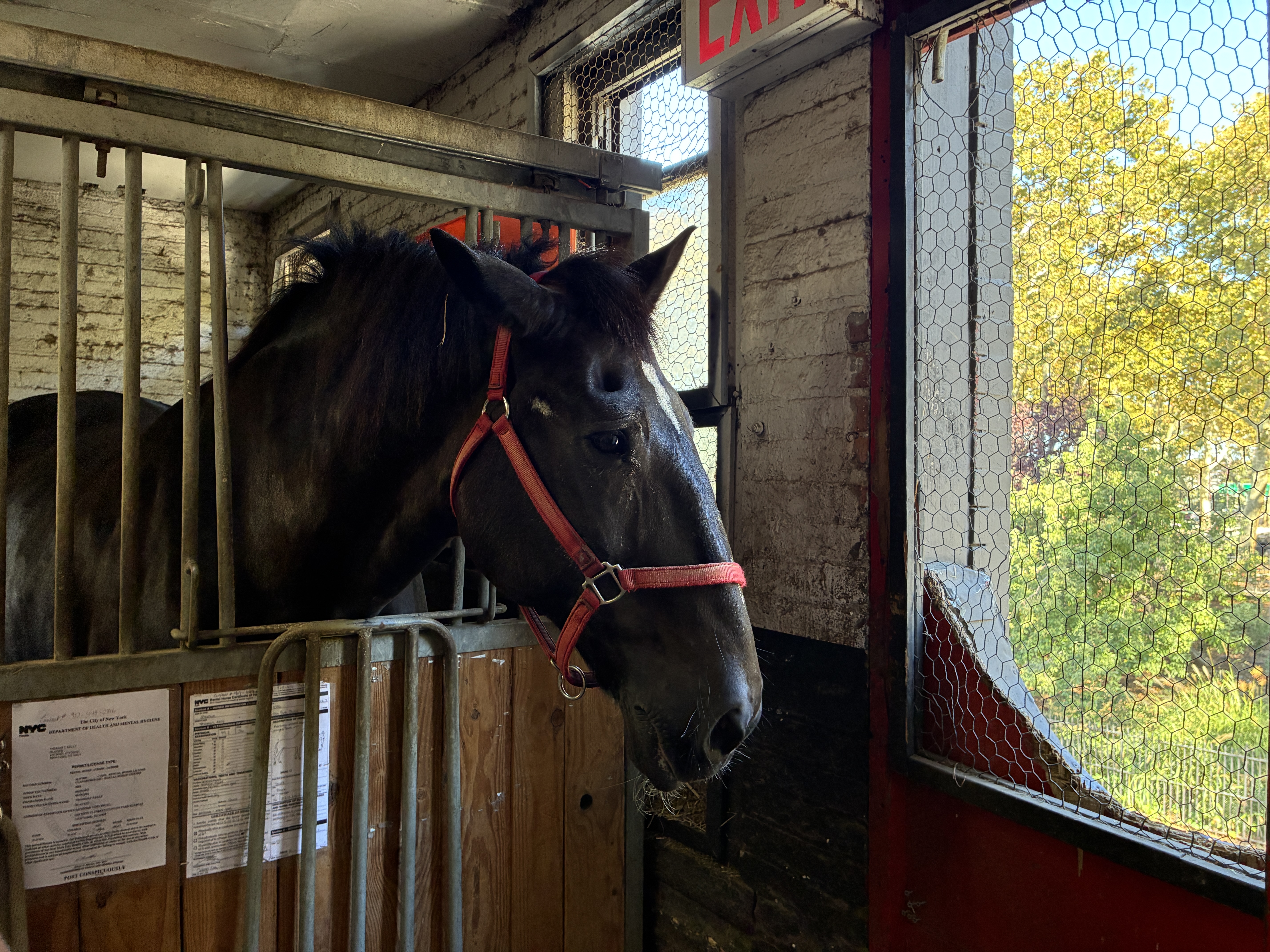 NYC’s horse carriage drivers feel betrayed as lawmakers set to abolish industry — Gothamist, Fleming Island Community news