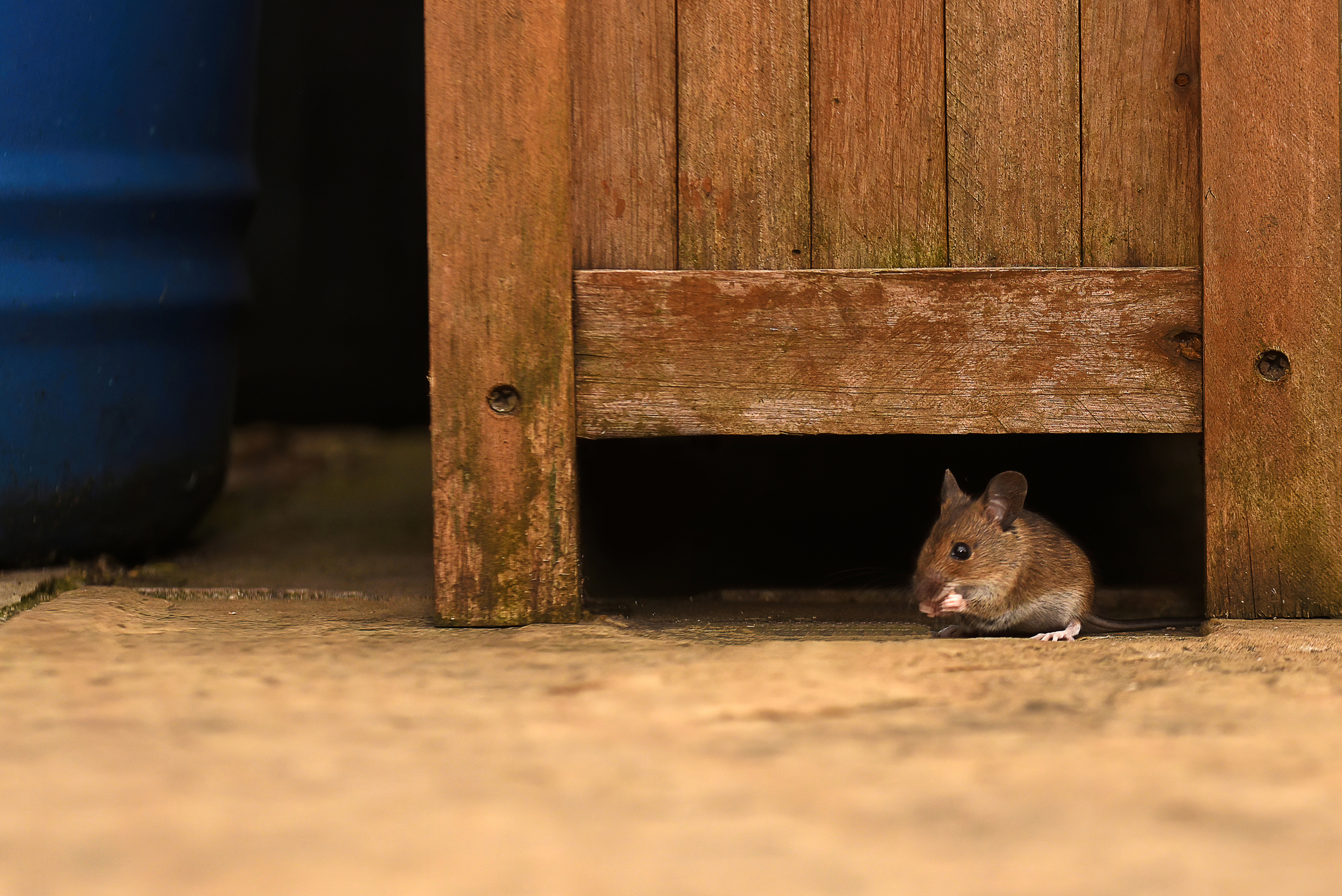 Early Addition: If you catch a mouse, there are meaner options than feeding it to a bird — Gothamist