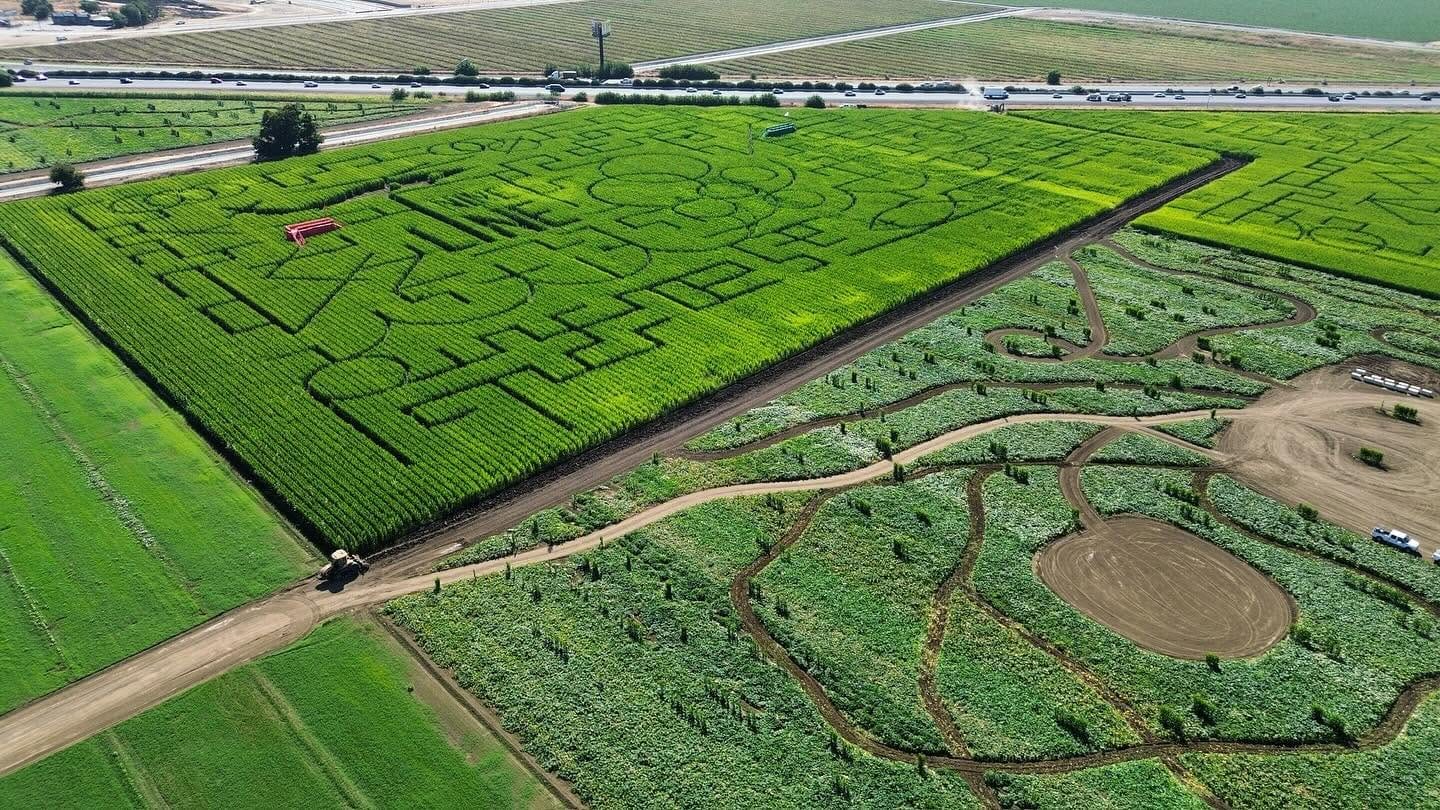 Solano County Sheriff Deputies Navigate Corn Maze to Reach Stabbing Victims — SFist