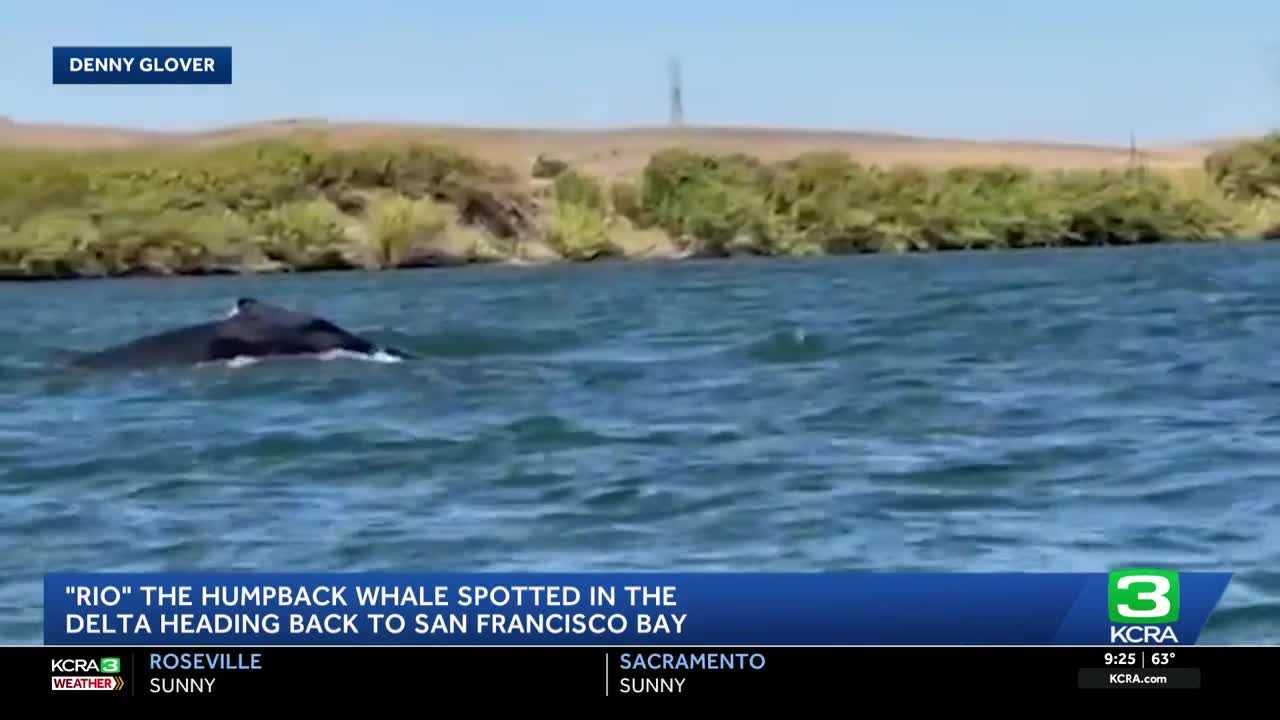 Humpback whale 'Rio' is headed west in the Delta toward San Francisco Bay — WESH 2 Orlando, Fleming Island Community news