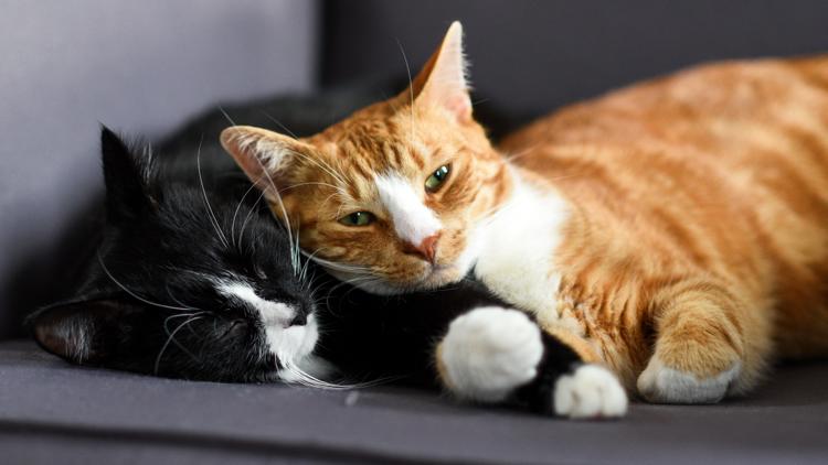 It's National Cat Day! Here are 10 fun facts about the felines — First Coast News Life JAX
