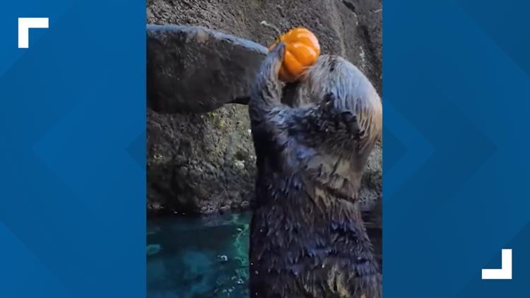 WATCH: Oregon Zoo otters get in the Halloween spirit by slam-dunking mini pumpkins — Fleming Island Arts news