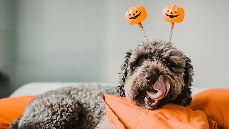 Halloween treats and decorations can put pets at risk. Here’s how to protect them — Fleming Island Community news