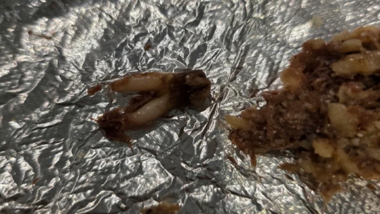 Texas customer sues after she found cow tooth in taco at fast-casual chain — First Coast News Life JAX, Fleming Island Community news