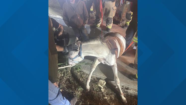 Plano firefighters rescue horse trapped in drainage ditch after escaping near Highway 121 — WFAA (Dallas-Fort Worth), Fleming Island Community news