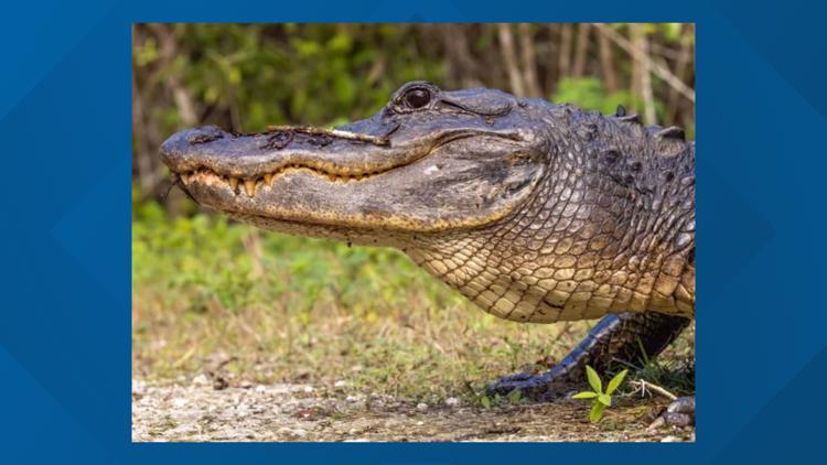 What led to 6 alligator attacks in Florida, including two fatalities? — Fleming Island Community news