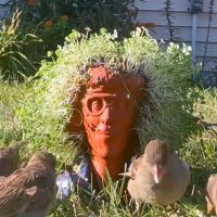 Please put your cat in front of this 70-minute Weird Al Chia Pet video — Milwaukee Record