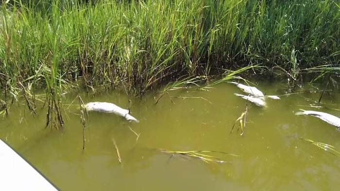 Dead fish wash up in Guana Preserve as environmentalists call for St. Johns County commission to take action — News4JAX Local, Fleming Island Schools news