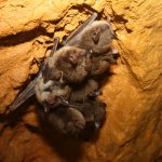 Wisconsin Has 20,000 Bats — Urban Milwaukee, Fleming Island Real Estate news
